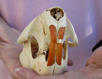 North American Beaver Skull 4-1/2 inches, available for sale - $32