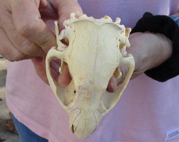 North American Beaver Skull 4-1/2 inches, available for sale - $32