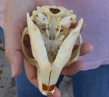 North American Beaver Skull 4-1/2 inches, available for sale - $32