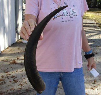 Kudu horn for sale measuring 19 inches, for making a shofar for $20