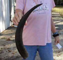 Kudu horn for sale measuring 19 inches, for making a shofar for $20