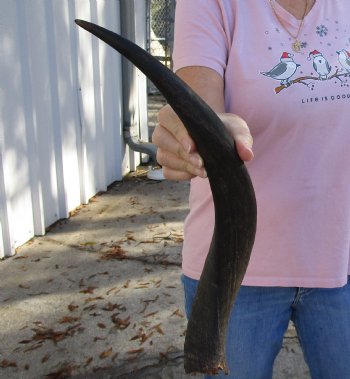 Kudu horn for sale measuring 19 inches, for making a shofar for $20