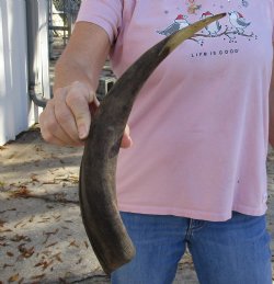 Kudu horn for sale measuring 16-1/2 inches, for making a shofar for $20