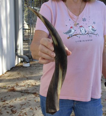 Kudu horn for sale measuring 16-1/2 inches, for making a shofar for $20