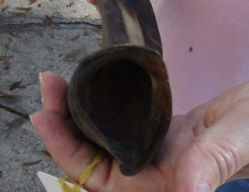 Kudu horn for sale measuring 16-1/2 inches, for making a shofar for $20