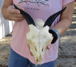 Authentic B-Grade 8" Goat skull from India with 5 inch horns - $29