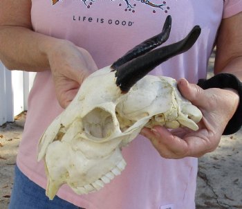 Authentic B-Grade 8" Goat skull from India with 5 inch horns - $29