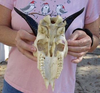 Authentic B-Grade 8" Goat skull from India with 5 inch horns - $29