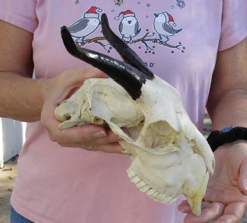 Authentic B-Grade 8" Goat skull from India with 5 inch horns - $29