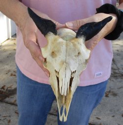 Authentic B-Grade 7" Goat skull from India with 3 inch horns - $29