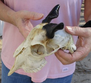 Authentic B-Grade 7" Goat skull from India with 3 inch horns - $29