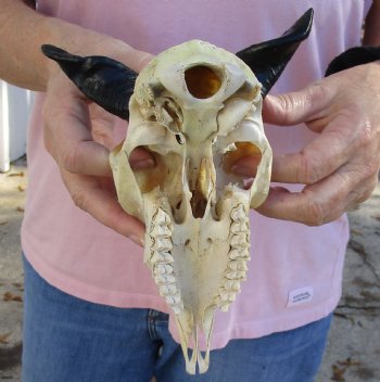 Authentic B-Grade 7" Goat skull from India with 3 inch horns - $29