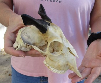 Authentic B-Grade 7" Goat skull from India with 3 inch horns - $29