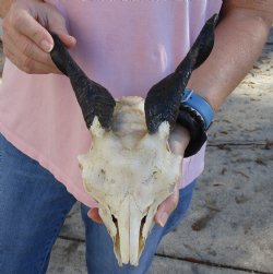 Authentic B-Grade 7" Goat skull from India with 6 inch horns - $29