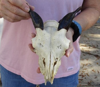 Authentic B-Grade 7" Goat skull from India with 4 inch horns - $29