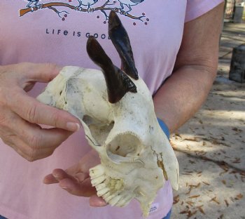 Authentic B-Grade 7" Goat skull from India with 4 inch horns - $29