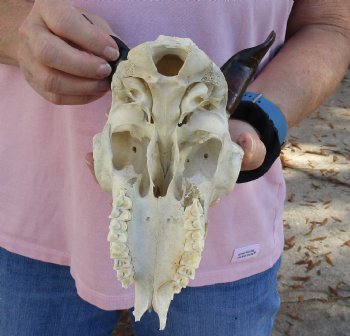 Authentic B-Grade 7" Goat skull from India with 4 inch horns - $29