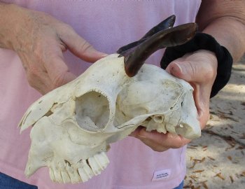 Authentic B-Grade 7" Goat skull from India with 4 inch horns - $29