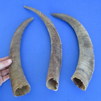 12" to 14" Goat Horns, 3pc - $18