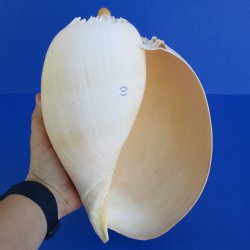 10-1/2" Philippine Melon Shell - $18