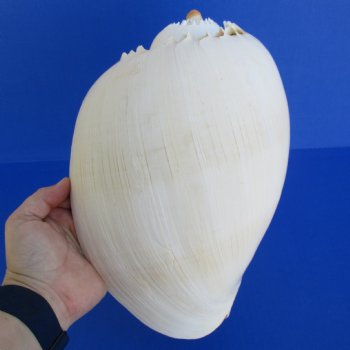 10-1/2" Philippine Melon Shell - $18