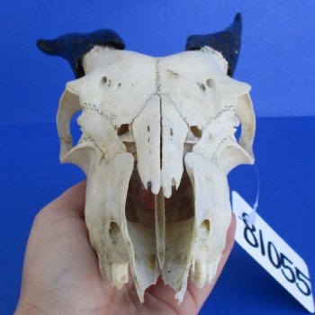 B-Grade 7" Goat Skull with 4" Horns - $29