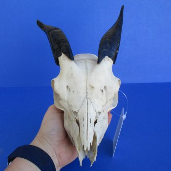 B-Grade 7" Goat Skull with 4" Horns - $29