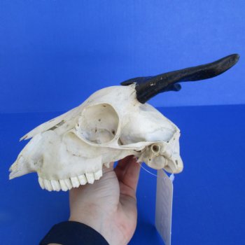 B-Grade 7" Goat Skull with 4" Horns - $29