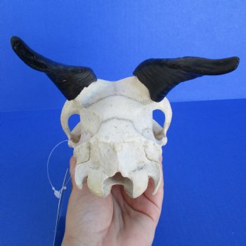 B-Grade 7" Goat Skull with 4" Horns - $29