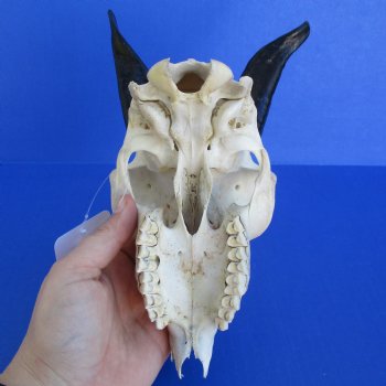 B-Grade 7" Goat Skull with 4" Horns - $29