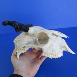 B-Grade 8" Goat Skull with 4" Horns - $29