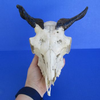 B-Grade 8" Goat Skull with 4" Horns - $29