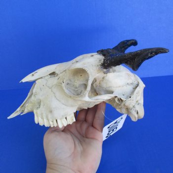 B-Grade 8" Goat Skull with 4" Horns - $29