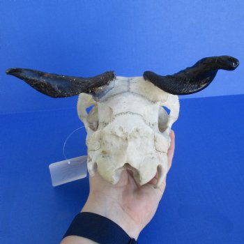 B-Grade 8" Goat Skull with 4" Horns - $29