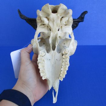 B-Grade 8" Goat Skull with 4" Horns - $29