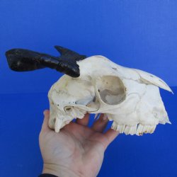 B-Grade 7" Goat Skull with 4" Horns - $29