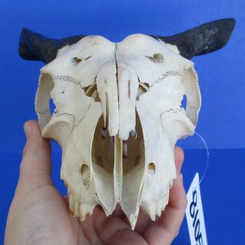 B-Grade 7" Goat Skull with 4" Horns - $29