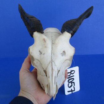 B-Grade 7" Goat Skull with 4" Horns - $29