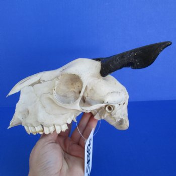 B-Grade 7" Goat Skull with 4" Horns - $29