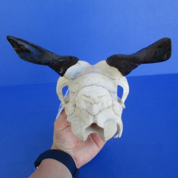 B-Grade 7" Goat Skull with 4" Horns - $29