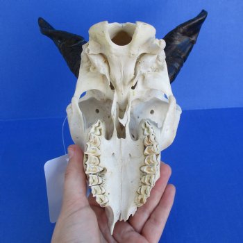 B-Grade 7" Goat Skull with 4" Horns - $29