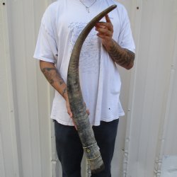 37" Raw Buffalo Horn - $29