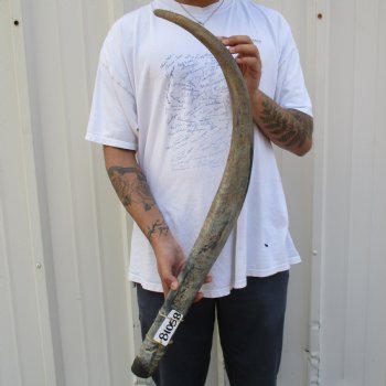 37" Raw Buffalo Horn - $29