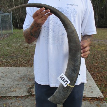 38" Raw Buffalo Horn - $29