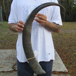 38" Raw Buffalo Horn - $29