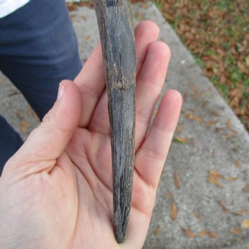 38" Raw Buffalo Horn - $29