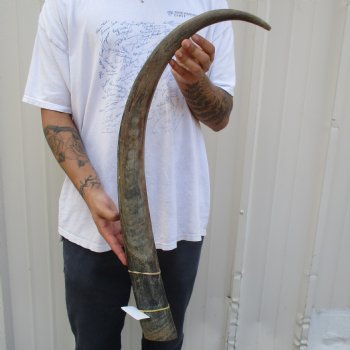 35" Raw Buffalo Horn - $29