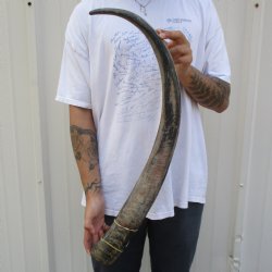 35" Raw Buffalo Horn - $29