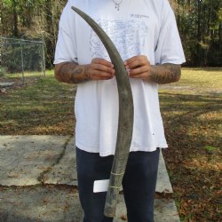 35" Raw Buffalo Horn - $29