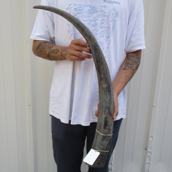 35" Raw Buffalo Horn - $29